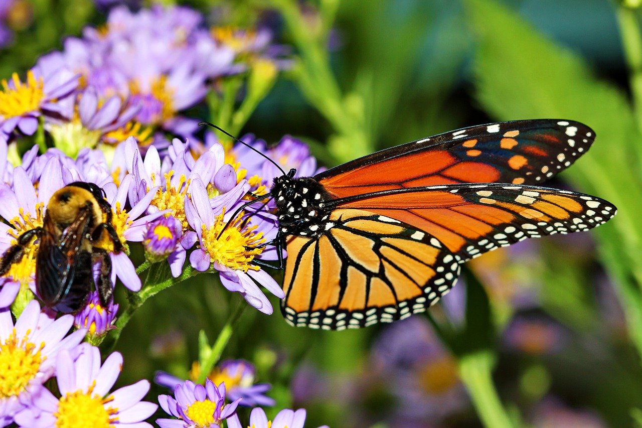 monarch butterfly and bee on purple blossoms
