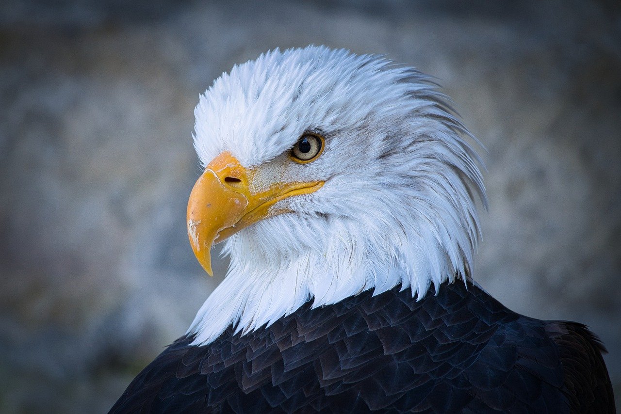 Closeup of bald eagle